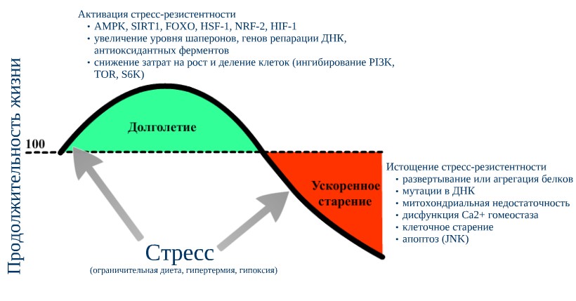 Математическая модель влияния стресса на организм, представленная в виде графика